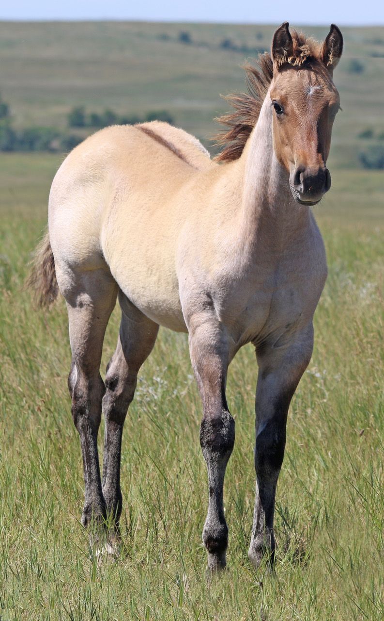 028 - Miss Colonel Sugar filly